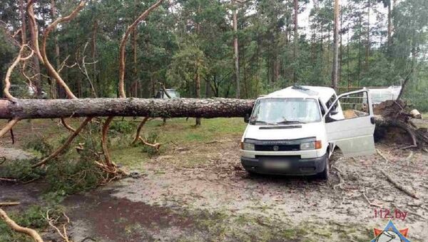 Дерево упало на микроавтобус - Sputnik Беларусь
