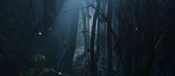 Темный лес, архивное фото Темный лес, архивное фото - Sputnik Беларусь