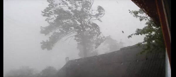 Апублікаваны кадры моцнага ветру, валіўшага дрэвы ў Вілейцы - Sputnik Беларусь