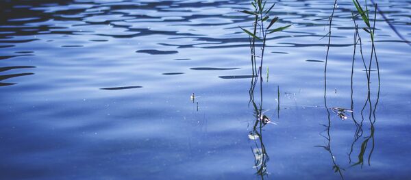 Озеро - Sputnik Беларусь