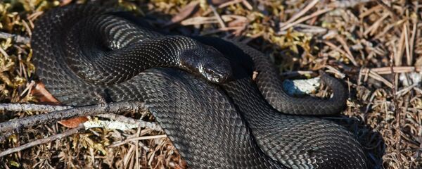 Гадюка обыкновенная, архивное фото Гадюка обыкновенная, архивное фото - Sputnik Беларусь