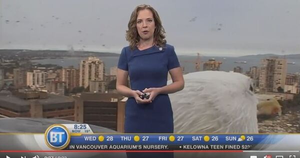 Гіганцкая чайка перашкодзіла тэлевядучай завершыць прагноз надвор'я - Sputnik Беларусь