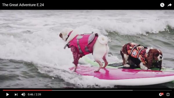 На побережье Тихого океана в калифорнийском городе Пасифика во второй раз в истории прошел Чемпионат мира по серфингу среди собак - Sputnik Беларусь