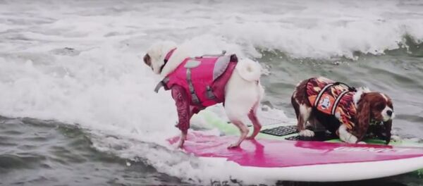 На побережье Тихого океана в калифорнийском городе Пасифика во второй раз в истории прошел Чемпионат мира по серфингу среди собак - Sputnik Беларусь