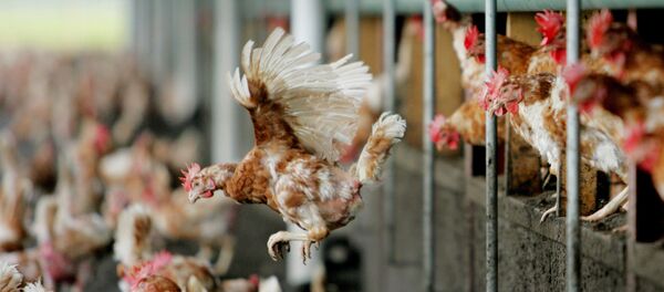 Птичья ферма в Нидерландах, архивное фото Птичья ферма в Нидерландах, архивное фото - Sputnik Беларусь