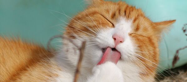 Кот, архіўнае фота - Sputnik Беларусь