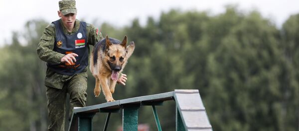 Белорусский кинолог с собакой на полосе препятствий - Sputnik Беларусь