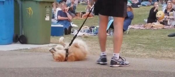 Сабака прыкінуўся мёртвым, каб не сыходзіць з парку Сабака прыкінуўся мёртвым, каб не сыходзіць з парку - Sputnik Беларусь