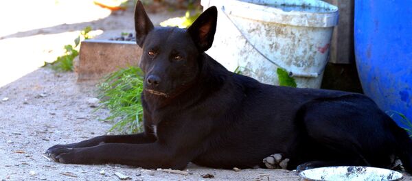 Собаки терроризируют жителей деревни в Воложинском районе - Sputnik Беларусь