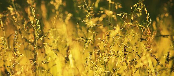 Летний луг - Sputnik Беларусь