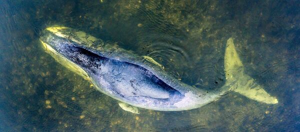 Кит, застрявший в устье реки в Хабаровском крае - Sputnik Беларусь