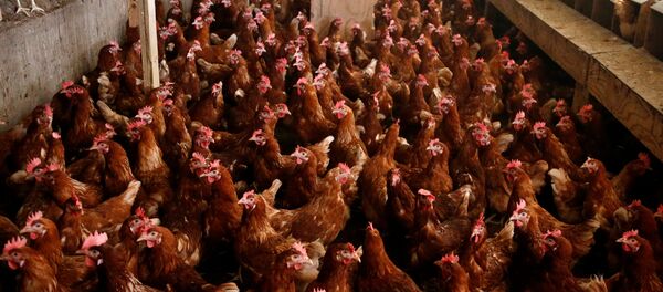 Куры на ферме в Нидерландах - Sputnik Беларусь