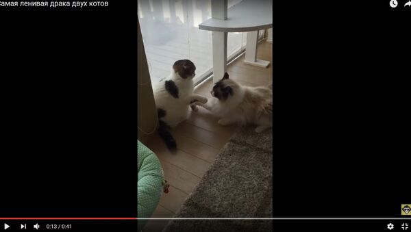 Японец снял на видео ленивое лапоприкладство двух котов - Sputnik Беларусь