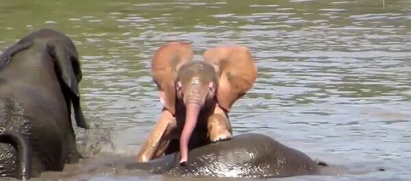 Розовый слоненок - Sputnik Беларусь