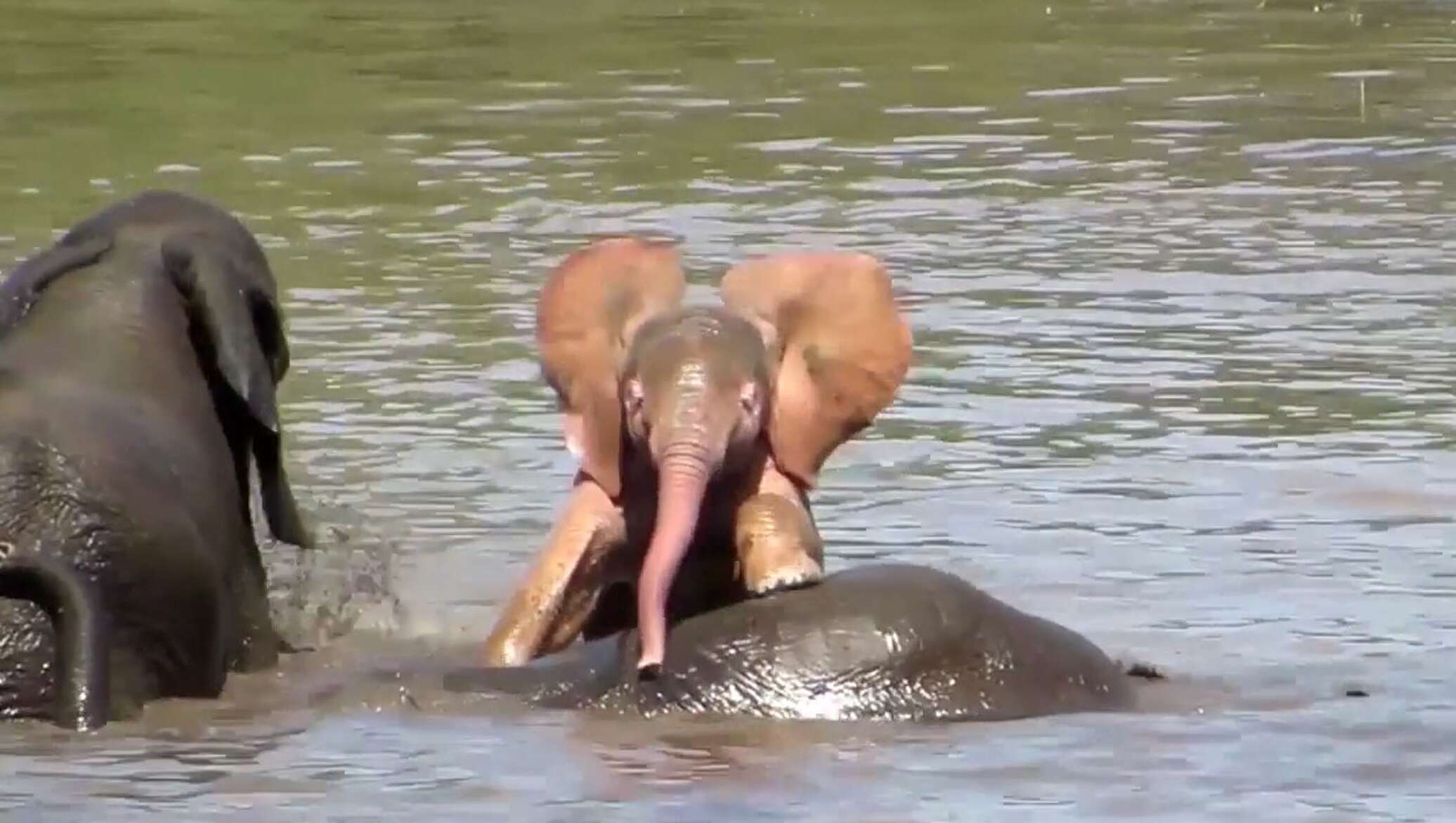 Розовый слон родился в Африке