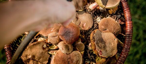 Грибник, архивное фото Грибник, архивное фото - Sputnik Беларусь