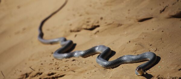 Гадюка, архивное фото - Sputnik Беларусь