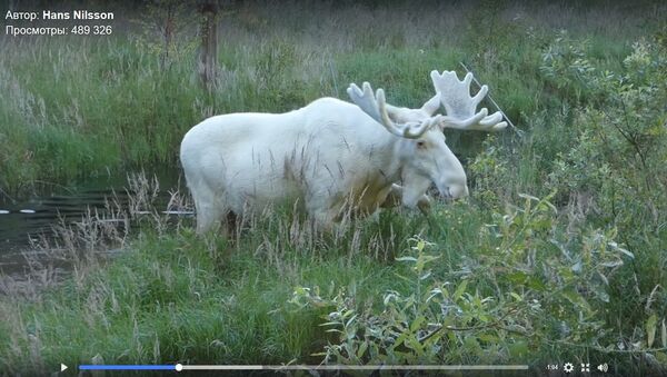 Швед заснял в лесу купание уникального белого лося-мутанта - Sputnik Беларусь