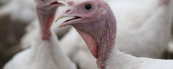 Фермерское хозяйство по разведению кроликов в Краснодарском крае Фермерское хозяйство по разведению кроликов в Краснодарском крае - Sputnik Беларусь