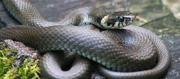 Гадюка - Sputnik Беларусь