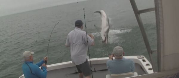 Акула украла у рыбаков улов, видео Акула украла у рыбаков улов, видео - Sputnik Беларусь
