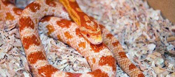 Маисовый полоз - Sputnik Беларусь