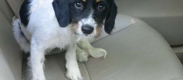 Собака в машине, архивное фото - Sputnik Беларусь