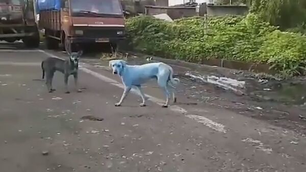 Видео с синими собаками в Мумбаи попало в сеть - Sputnik Беларусь