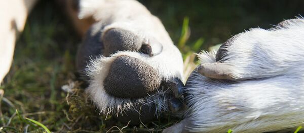 Лапы собаки, архивное фото - Sputnik Беларусь