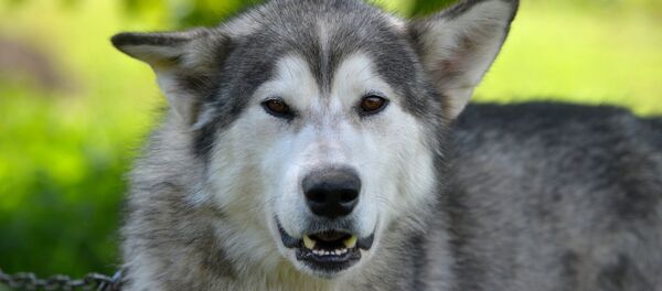 Собака породы маламут Собака породы маламут - Sputnik Беларусь