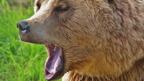 Медведь, архивное фото - Sputnik Беларусь