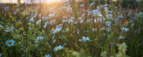 Луговые травы и цветы - Sputnik Беларусь