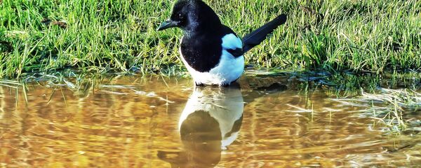 Сарока ў лужыне, архіўнае фота - Sputnik Беларусь