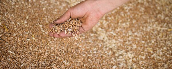 Пшеница, собранная на полях, архивное фото - Sputnik Беларусь