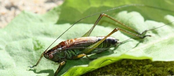 Рэдкага коніка выявілі ў Белавежскай пушчы - Sputnik Беларусь