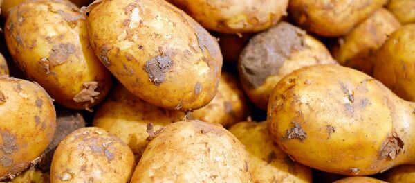 Бульба, архіўнае фота - Sputnik Беларусь