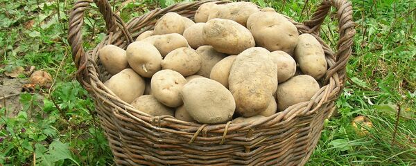 Бульба ў кошыку Бульба ў кошыку - Sputnik Беларусь