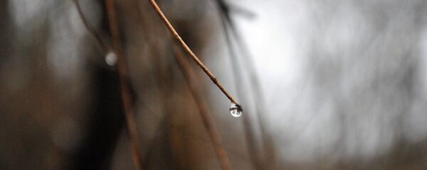 Капля на ветке - Sputnik Беларусь