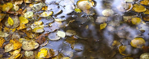 Лужа на асфальте. Архивное фото Лужа на асфальте. Архивное фото - Sputnik Беларусь