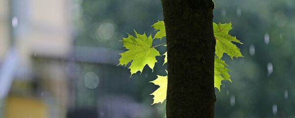 Дождь Дождь - Sputnik Беларусь