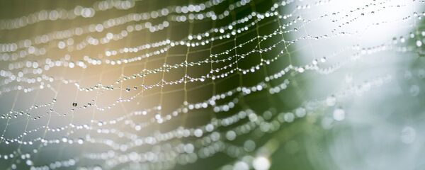 Кроплі на павуцінні - Sputnik Беларусь