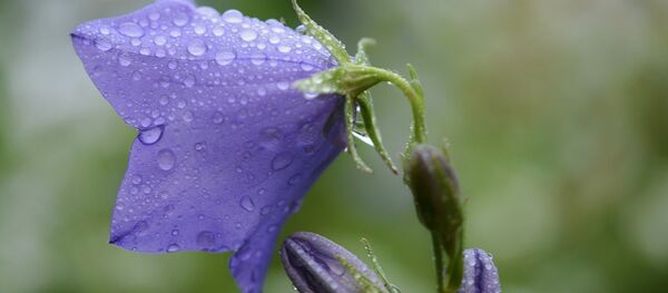 Летний дождь - Sputnik Беларусь