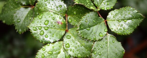 Пасля дажджу Пасля дажджу - Sputnik Беларусь