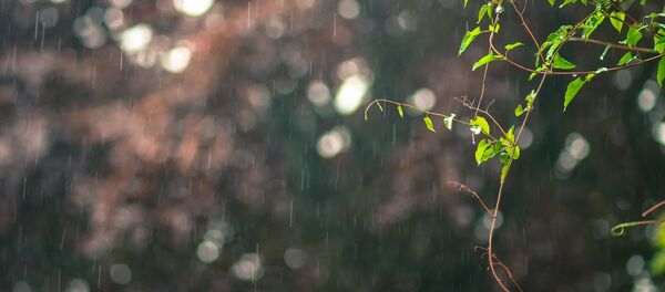 Сильный дождь - Sputnik Беларусь