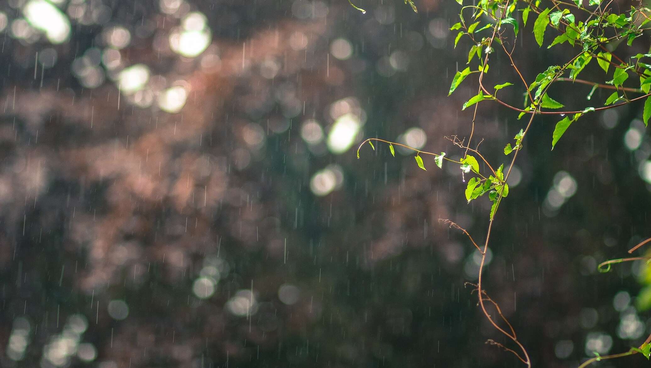 Мелкий дождь сонно. Дождь деревья. Природа дождь. Мелкий дождь. Мелкий дождик.