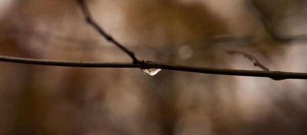 Капли на ветках Капли на ветках - Sputnik Беларусь