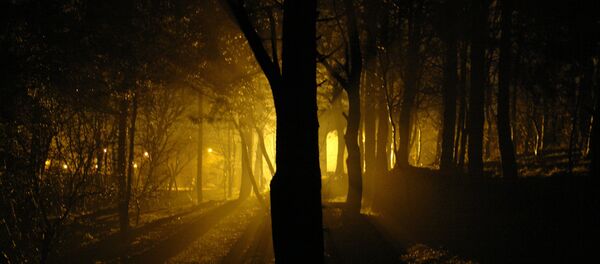 Ночной лес, архивное фото - Sputnik Беларусь