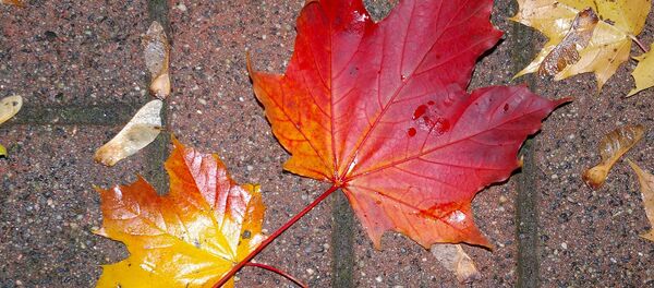 Листья осенью - Sputnik Беларусь