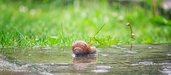 Улитка под дождем Улитка под дождем - Sputnik Беларусь