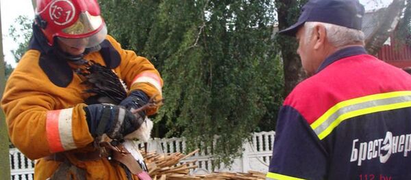 Спасенный аист Спасенный аист - Sputnik Беларусь